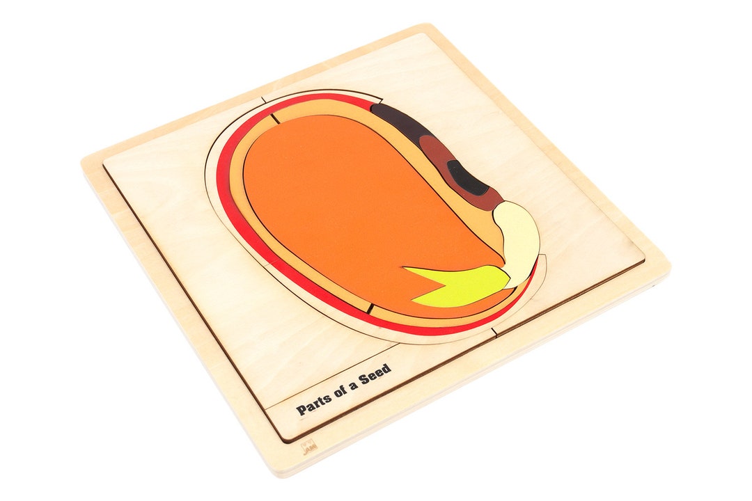 Parts of a Seed Puzzle | Montessori Materials | Montessori Puzzle ...