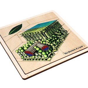 The Structure of a Leaf Puzzle With Nomenclature Cards (printed) (6-9 ...