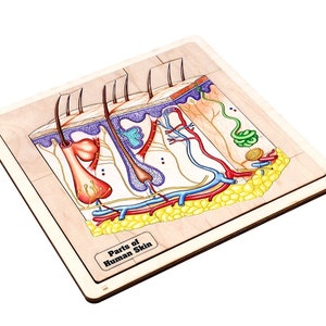 Parts of Human Skin Puzzle with Nomenclature Cards (3-6) Printed | Montessori Materials | Human Anatomy | Three Part Cards