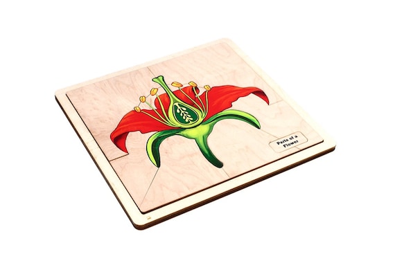 やっちゃん　❀ダブル八角フトマニ図flower❀チャクラ❀ Parts of a Flower Puzzle With Nomenclature Cards (printed) (6-9