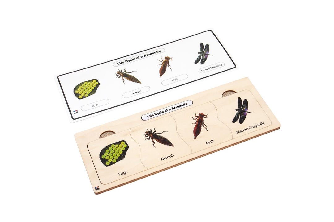 Wooden Life Cycle of a Dragonfly Puzzle | Montessori Materials ...