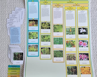 Plant Kingdom Chart Complete Set | Montessori Kingdoms | Kingdom Chart | Alison&#39;s Montessori