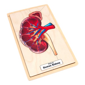 Parts of a Human Kidney Puzzle | Montessori Materials | Montessori Puzzles | Human Anatomy