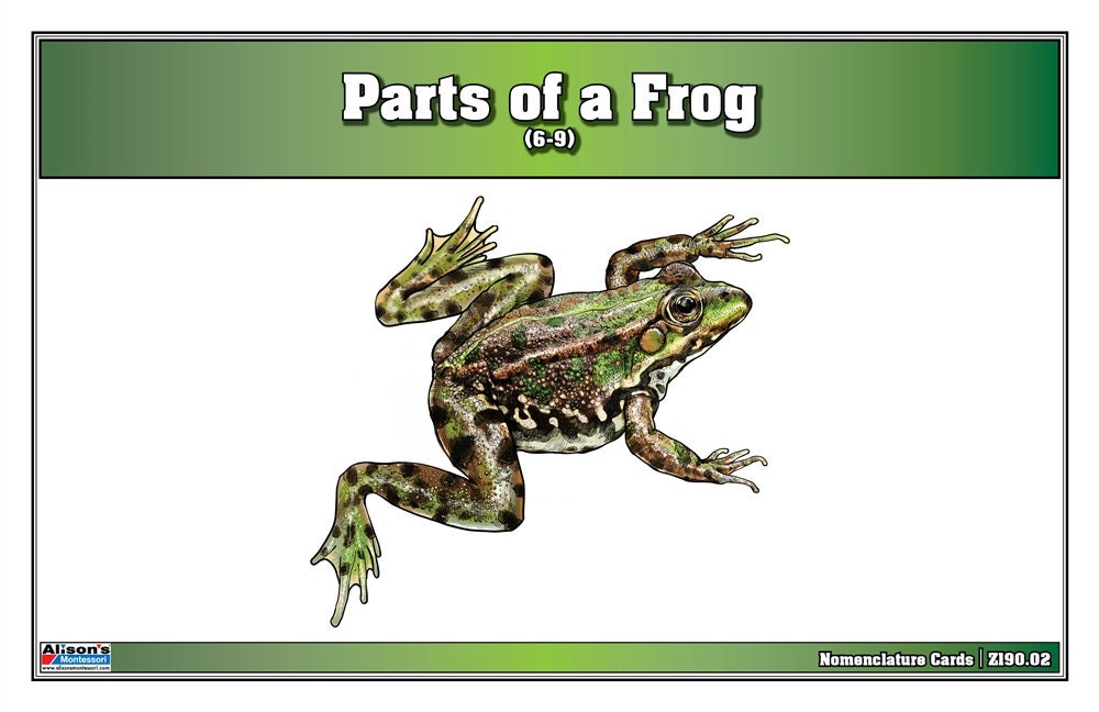 Parts of a Frog Puzzle With Nomenclature Cards (6-9) | Montessori ...