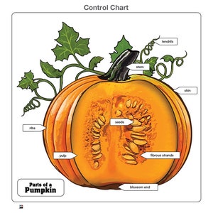 Parts of a Pumpkin puzzle