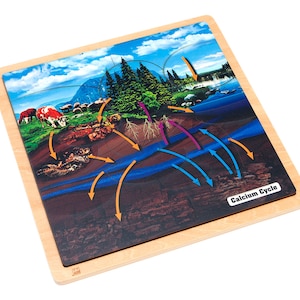 Parts of a Phosphorus Cycle Puzzle | Montessori Materials | Montessori Science Puzzles | Homeschool Science
