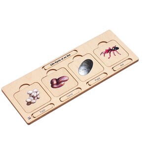 Wooden Life Cycle of an Ant Puzzle | Life Cycle Learning | Montessori Materials | Montessori Zoology Learning | Montessori Wooden Materials