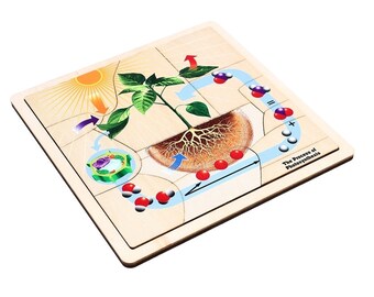 The Process of Photosynthesis Puzzle with Nomenclature Cards (6-9) | Montessori Puzzles | Montessori Botany | Montessori Three Part Cards