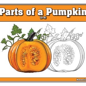 Parts of a Pumpkin puzzle