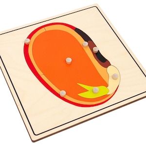 May include: A wooden puzzle board with a colorful image of a seed. The seed is divided into sections with different colors and textures. There are five white pegs that can be used to hold the puzzle pieces in place.