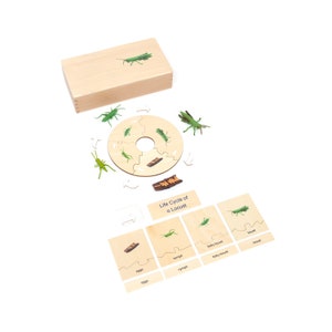 Life Cycle Set of a  Locust - Montessori Life Cycle -  Locust Life Cycle - Montessori Puzzle - Montessori Toy - Alison&#39;s Montessori