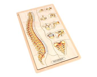 Parts of a Vertebrae Puzzle | Montessori Materials | Montessori Puzzles | Human Anatomy