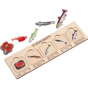 Wooden Life Cycle of a Salmon | Salmon Life Cycle | Montessori Life Cycle | Infant & Toddler Puzzles | Montessori Puzzle