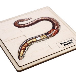 Parts of an Annelid Puzzle with Nomenclature Cards (3-6) | Montessori Materials | Montessori Zoology | Three Part Cards