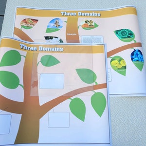 The Three Domains Chart Complete Set | Three Domains of Life | Alison&#39;s Montessori