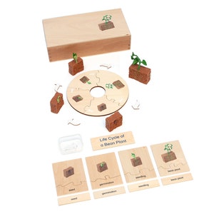 May include: A wooden life cycle of a bean plant learning toy. The toy includes a circular puzzle board with five stages of a bean plant's life cycle: seed, germination, seedling, bean plant, and bean stalk. The toy also includes five wooden blocks with different stages of the bean plant's life cycle.