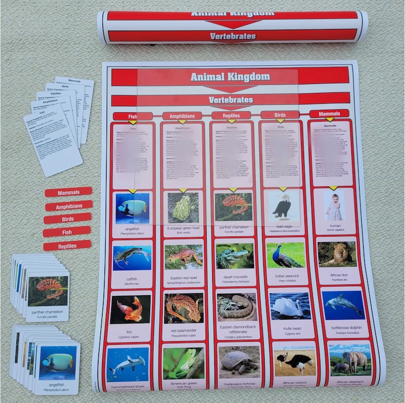 Animal visual data 5