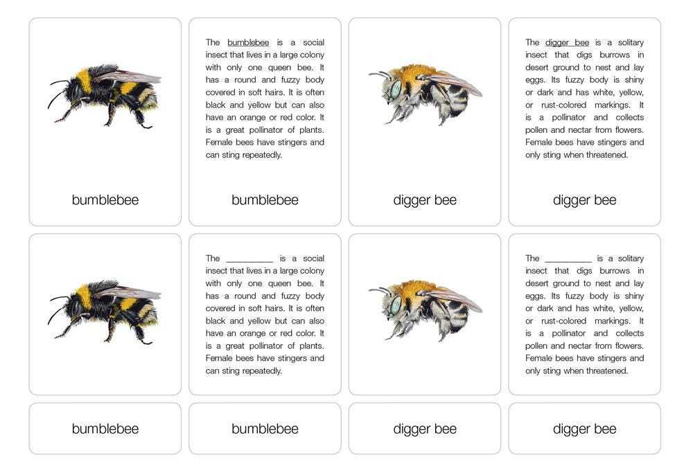 Types of Bees Puzzle With Nomenclature Cards 6-9 | Montessori Materials ...