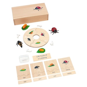 Ladybug Life Cycle Montessori Puzzle Set: Educational Toy for Kids to Learn Insect Development