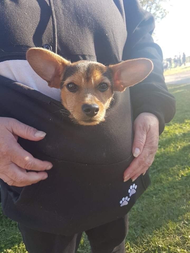 Sweat à Capuche Avec Poche Kangourou Pour Chat Et Chien - Transport Facile, Manches Longues, Tailles S-XXL - Idéal Pour Les Amoureux Des Animaux