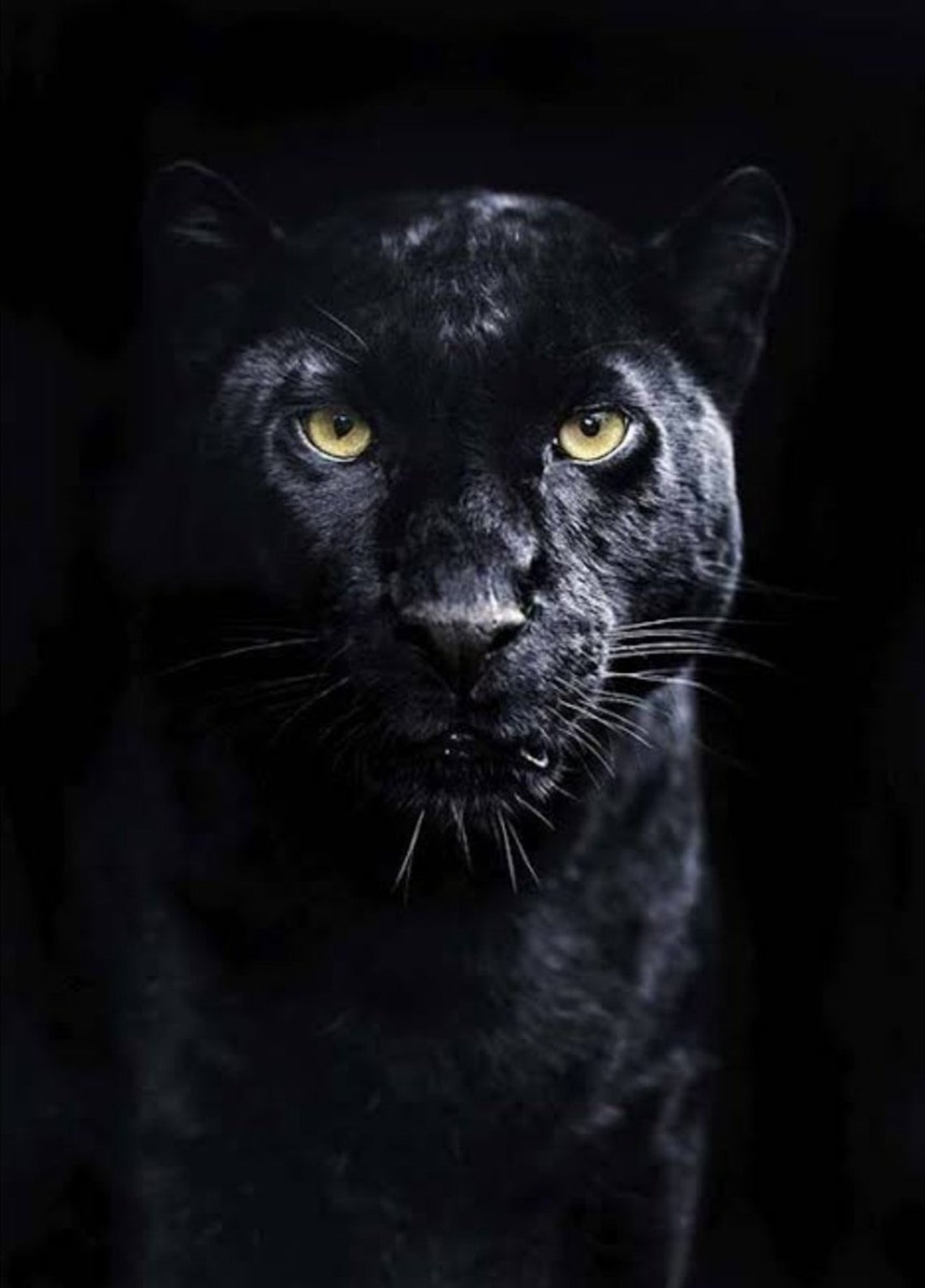 Black Panther Wall Art Wilderness Photography Animal Poster Etsy