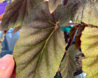 SEEDS - Begonia Bartonea hort.