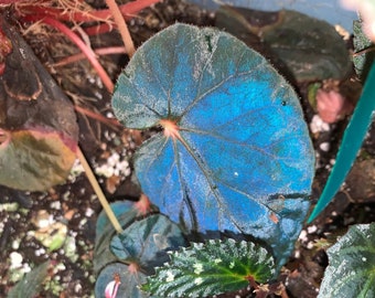 SEEDS - Begonia Pavonina "Dark form/Dark blue form"