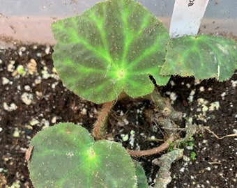 Begonia Curvicarpa (LIVE PLANT)