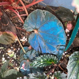 SEEDS - Begonia Pavonina "Dark form/Dark blue form"