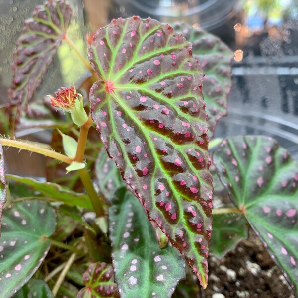 Begonia 'Kinsley Brynn' (LIVE PLANT)