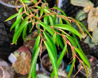 Begonia Tenuissima (LIVE PLANT)