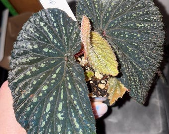 Begonia sp Kalimantan "yellow stripes" (LIVE PLANT)