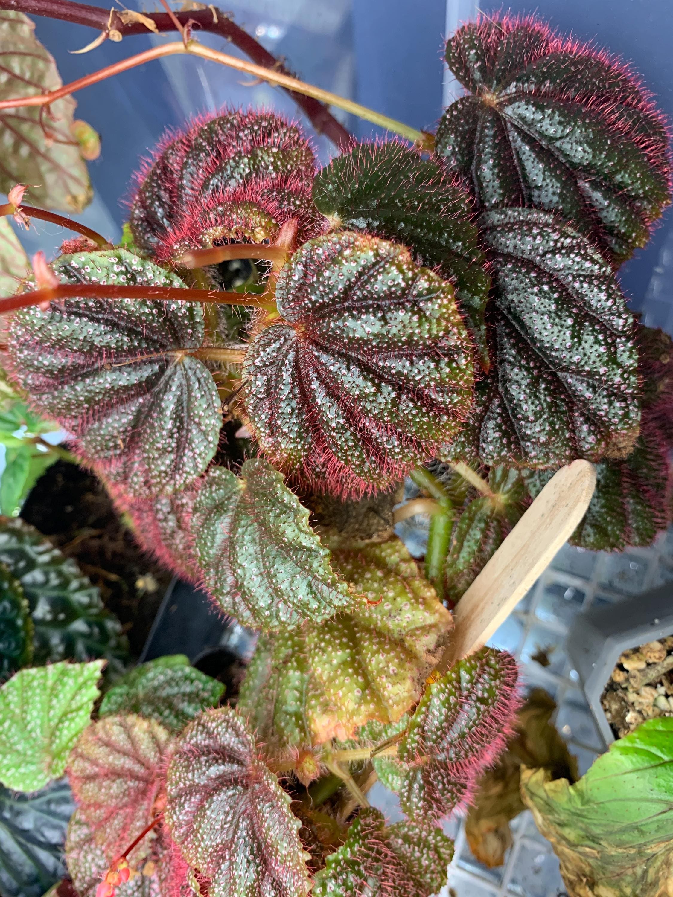 Begonia cv. ' ZERONIA [ XY-016 / B. lichenora x B