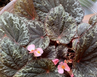 Begonia aff Mendumiae (form 1) (LIVE PLANT)
