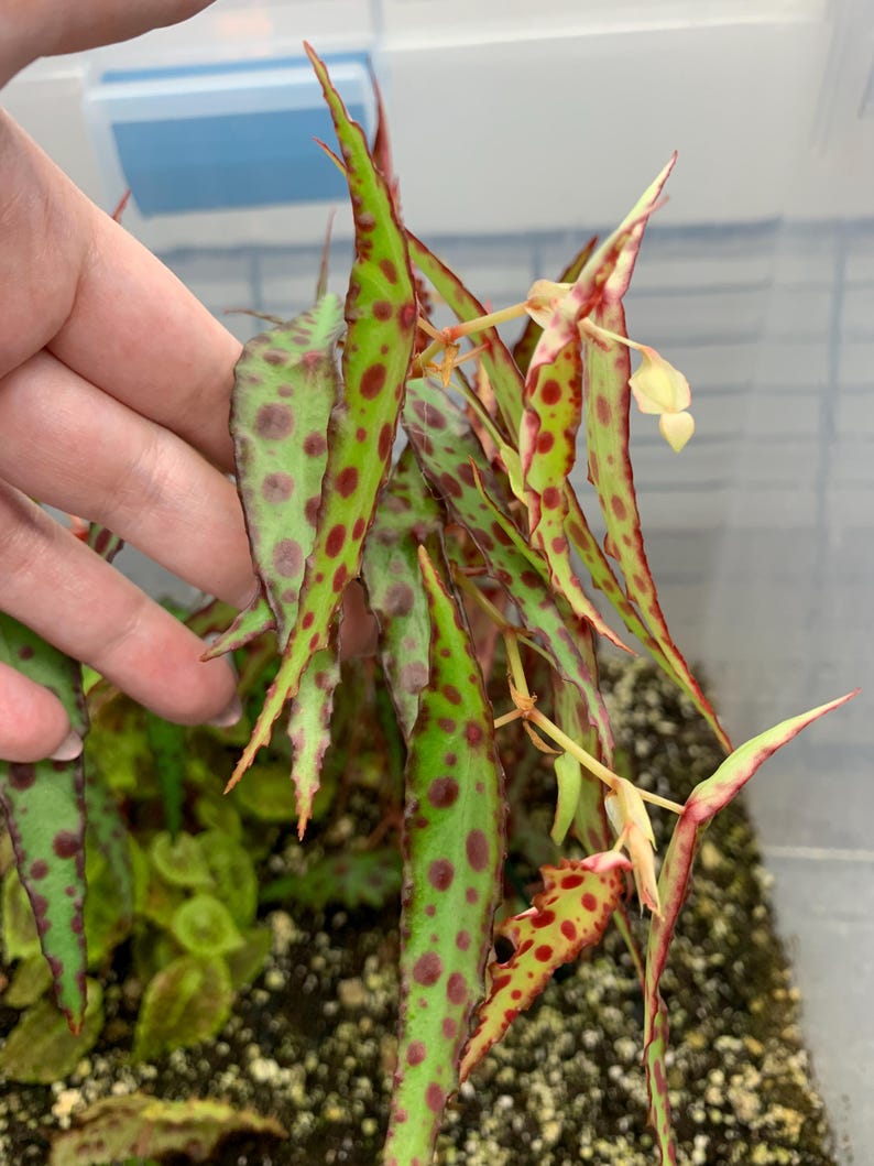 BrittanysBegonias Begonia Amphioxus Seeds - Thumbnail 3