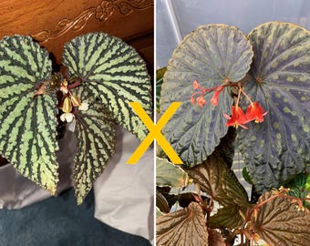 SEEDS - Begonia hybrid cross, (sp Kalimantan x U679) x (Chlorosticta x Daunhitam)