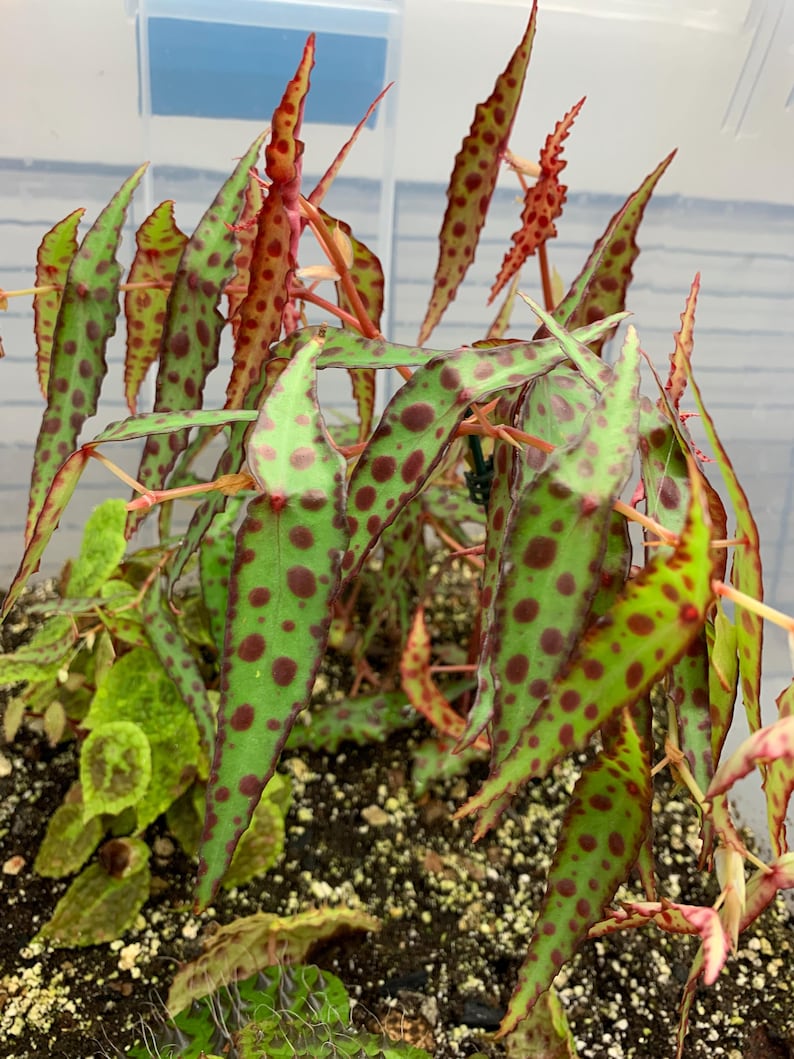 BrittanysBegonias Begonia Amphioxus Seeds