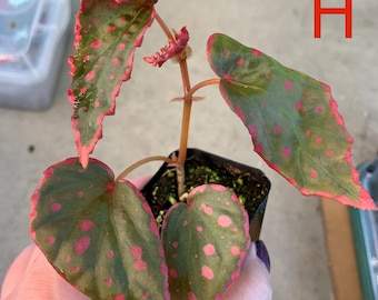 Begonia Rouge Variegated - Etsy