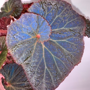 Begonia 'Midnight Magic' (LIVE PLANT)