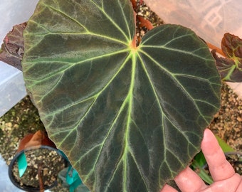 SEEDS - Begonia sp Jubar