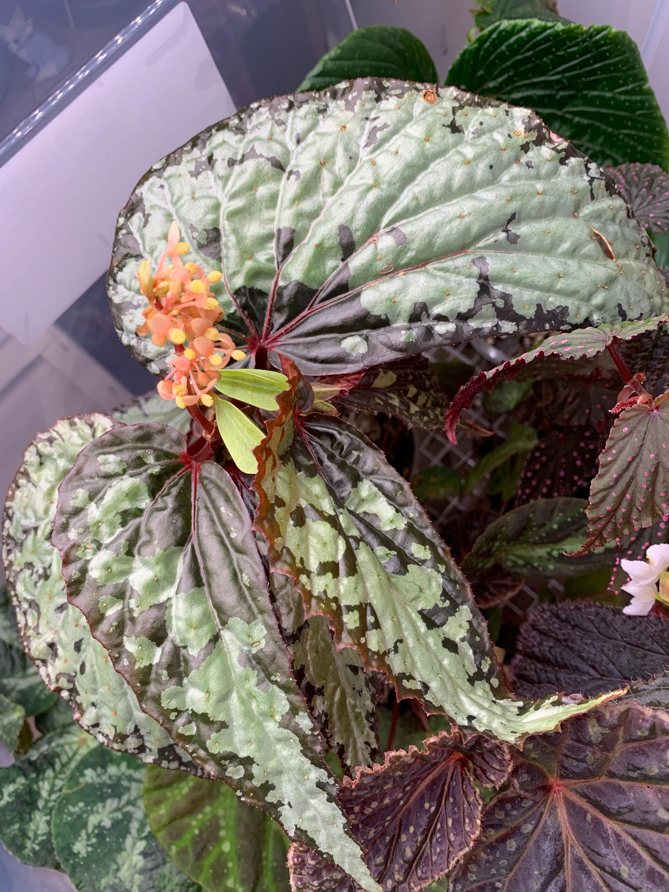 SEEDS - (READ DESCRIPTION) - Begonia U679 X Sp Kalimantan? - Etsy