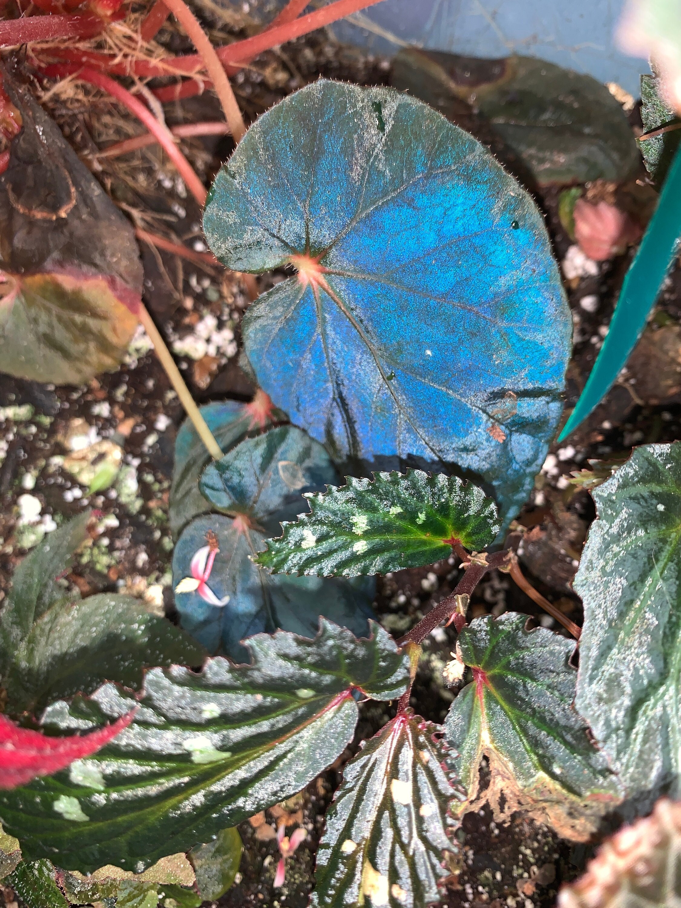 SEEDS - Begonia Pavonina 