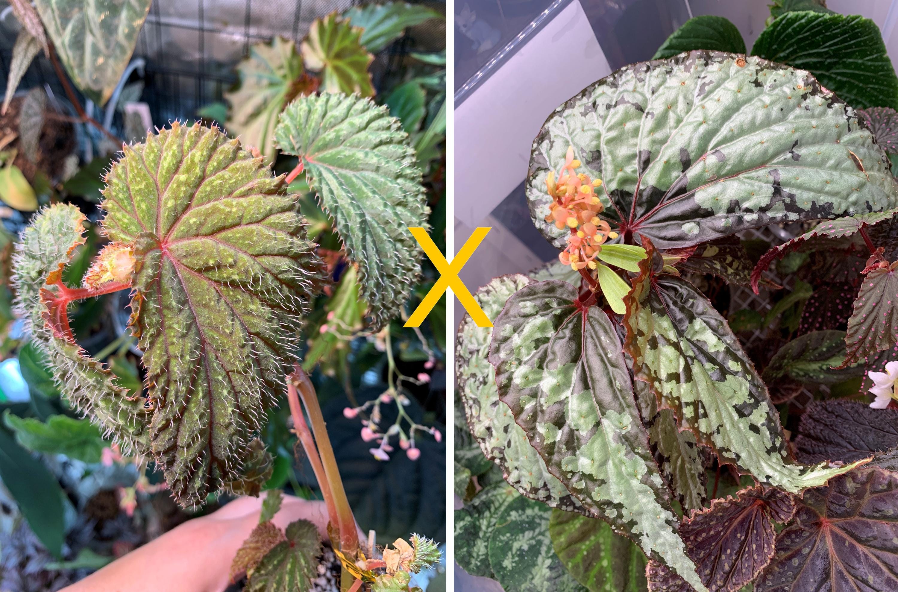 SEEDS - Begonia Hybrid Cross, Sp Kalimantan X U679 - Etsy