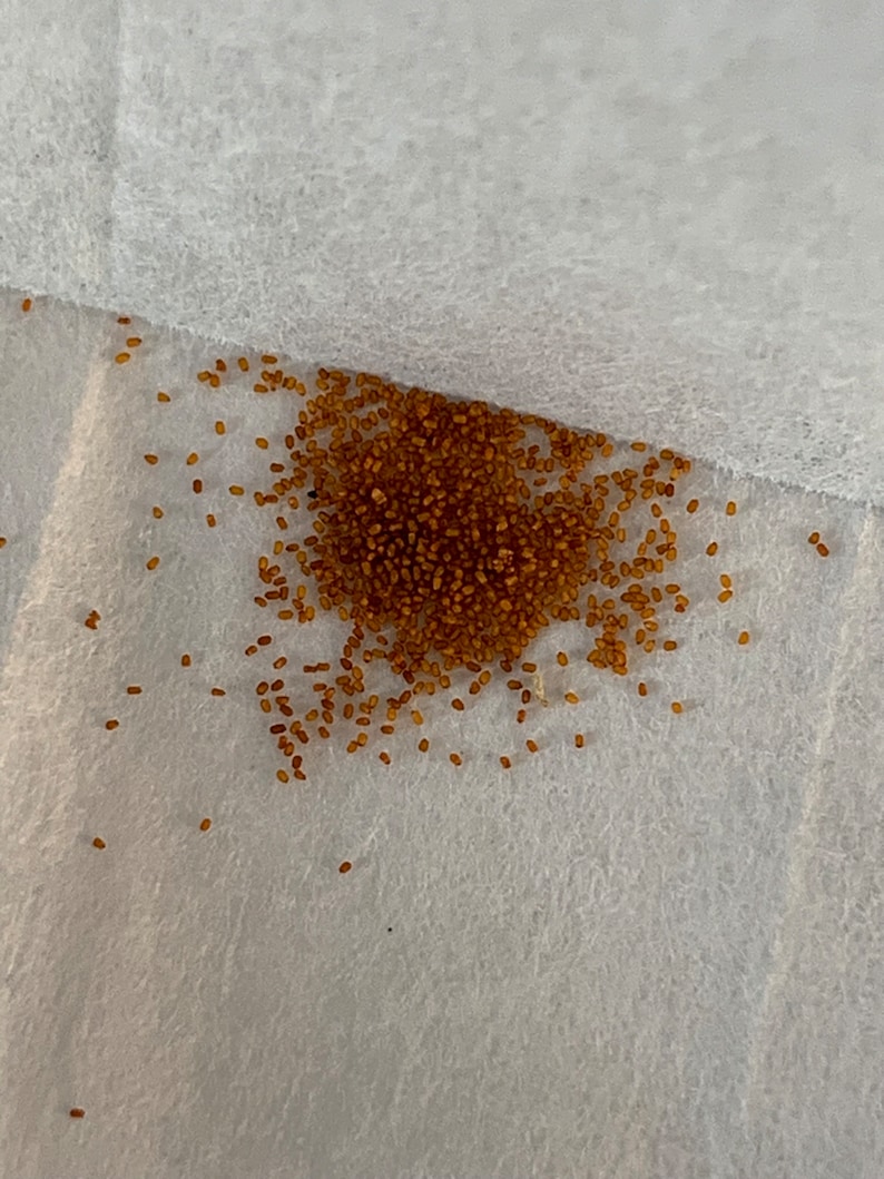 BrittanysBegonias Begonia Amphioxus Seeds - Thumbnail 2