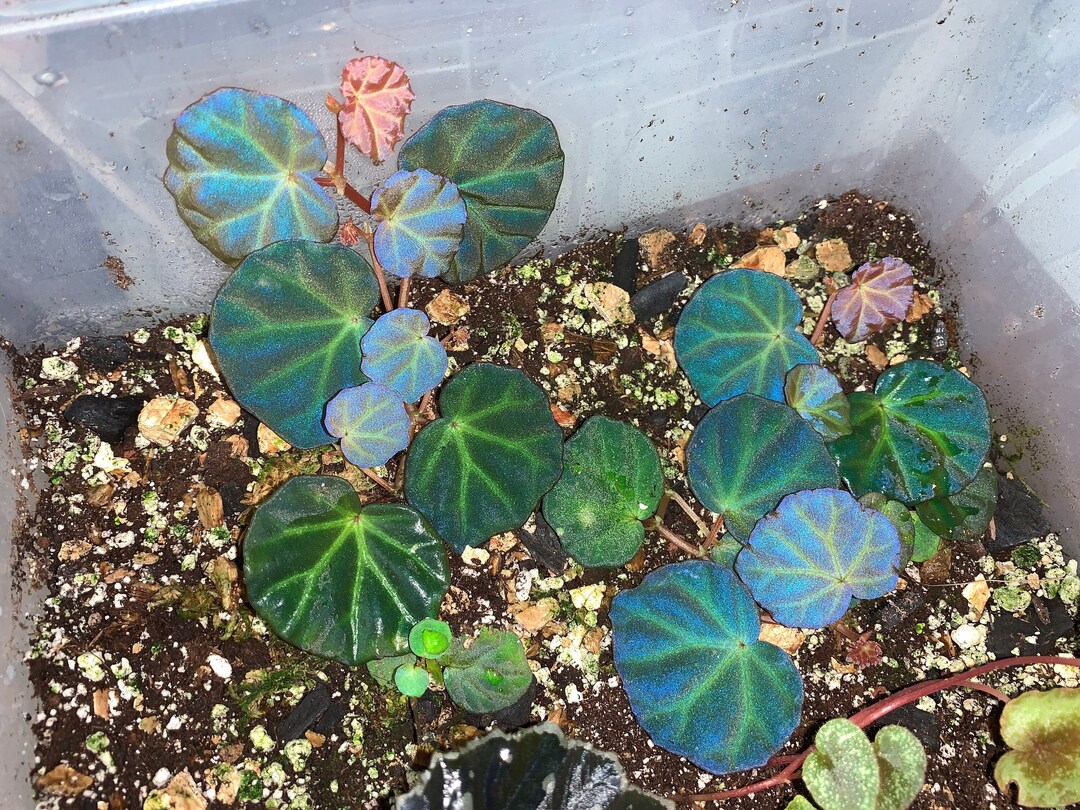 Begonia Sp. Sarawak aff. Lichenora LIVE PLANT Etsy