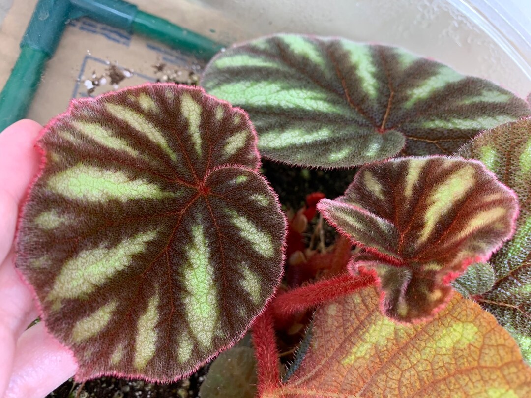 SEEDS Begonia Versicolor teng Form Etsy