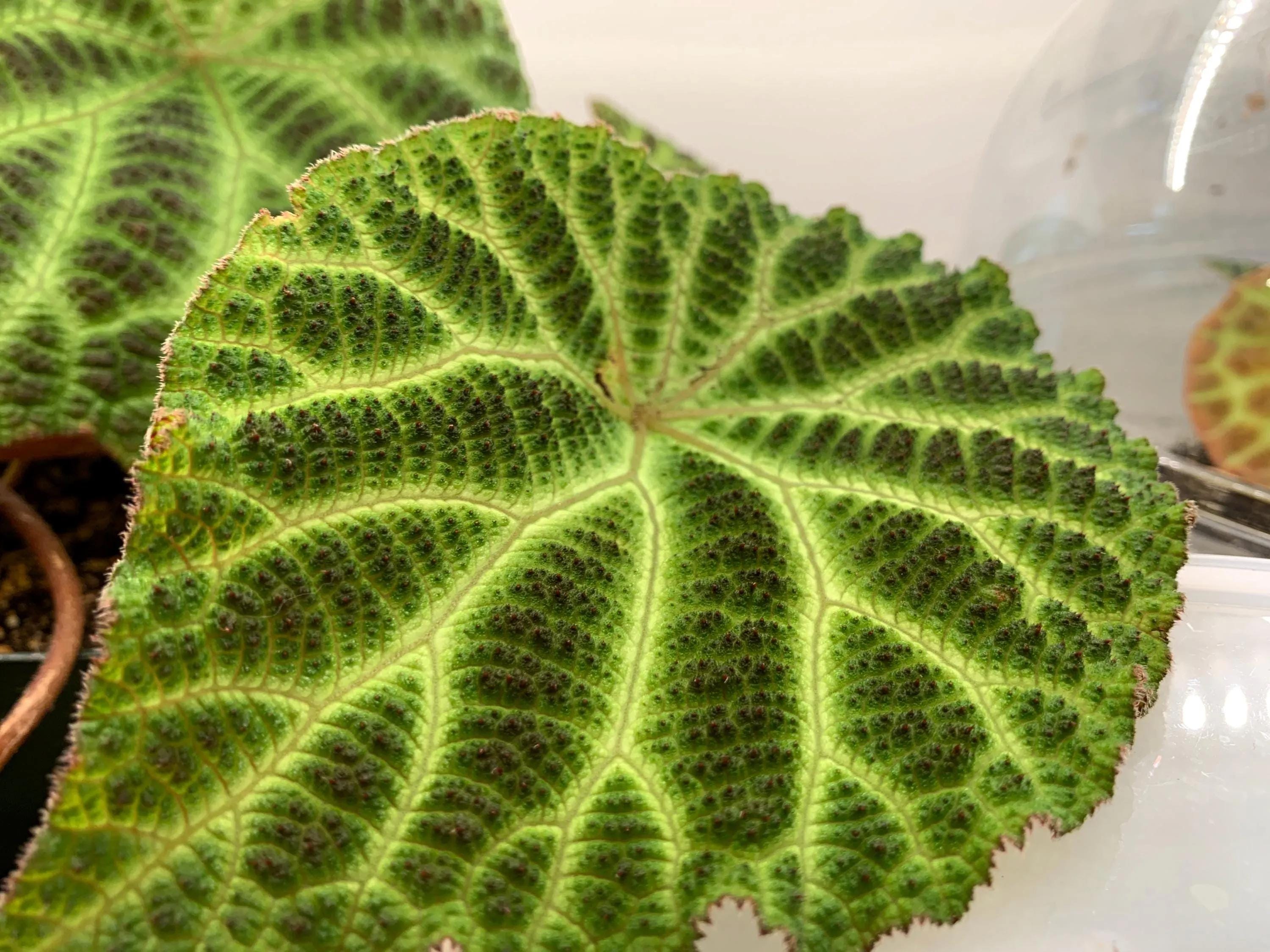 Brittanys Begonias - Etsy