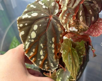 SEEDS - Begonia sp Sabah (aff Atricha?)