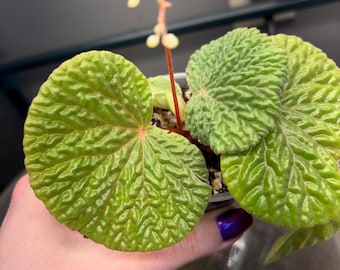 Begonia Filiformis Red Form (LIVE PLANT) - Etsy