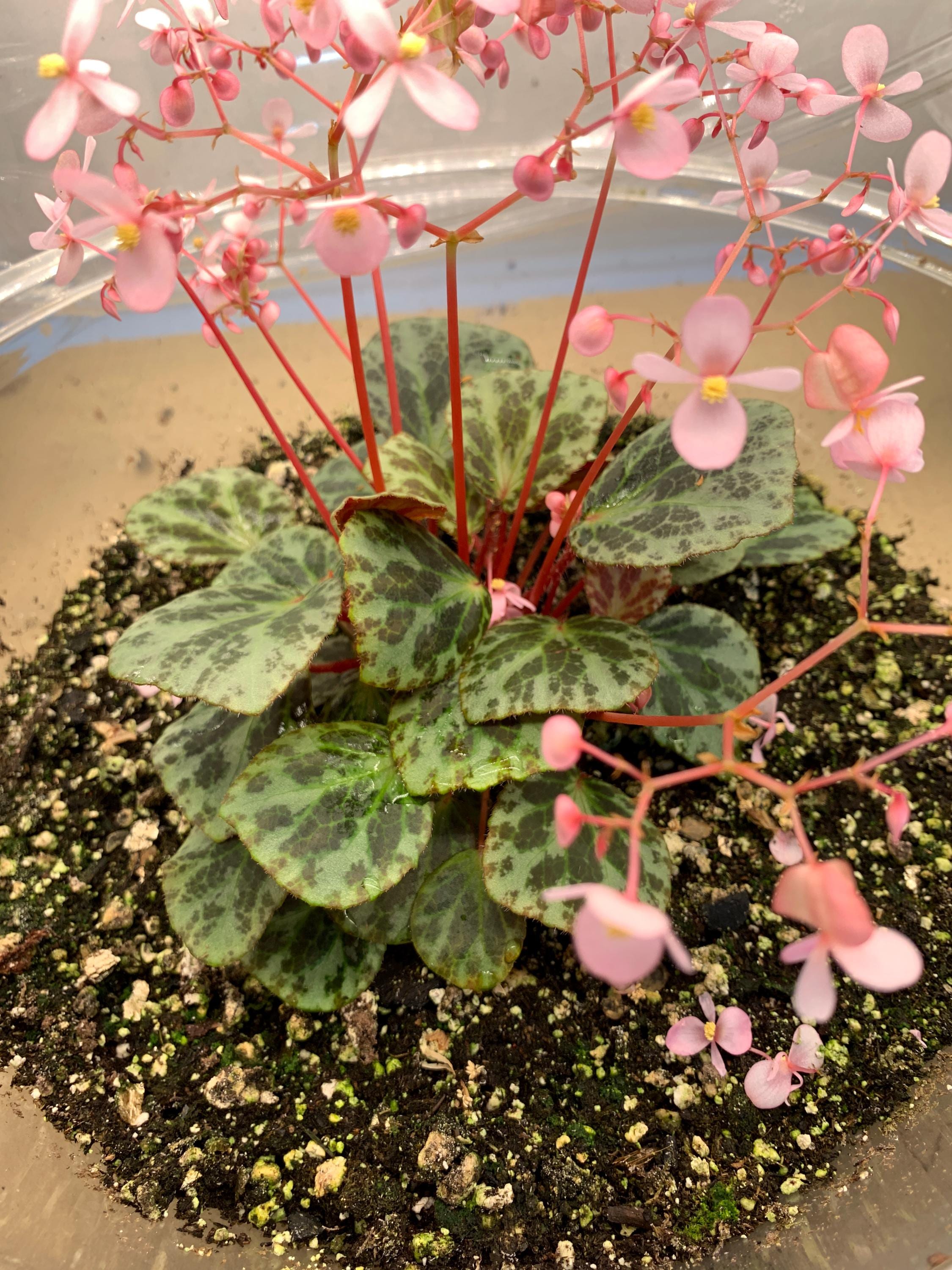 SEEDS - Begonia Beijnenii - Etsy